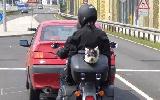 Mascota